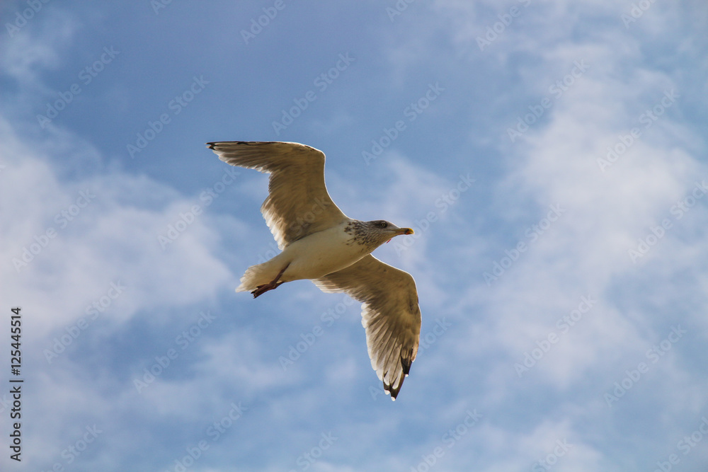 Fototapeta premium Close-up of a gull in flight at the Baltic sea on blue sky