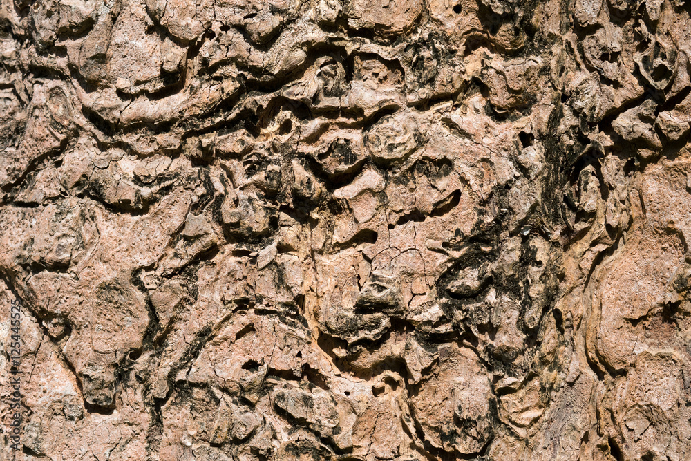 wood grain
