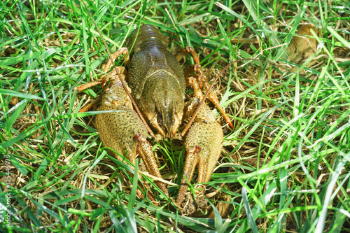 Shirokopalyj crayfish (lat. Astacus astacus) is a species of decapod crustacean of the infraorder Astacidea.