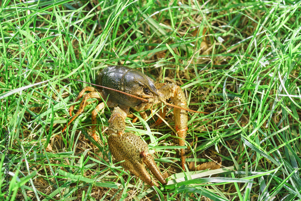 Shirokopalyj crayfish (lat. Astacus astacus) is a species of decapod crustacean of the infraorder Astacidea - in the grass.