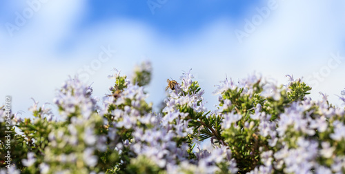 Bee on rosemary flowers