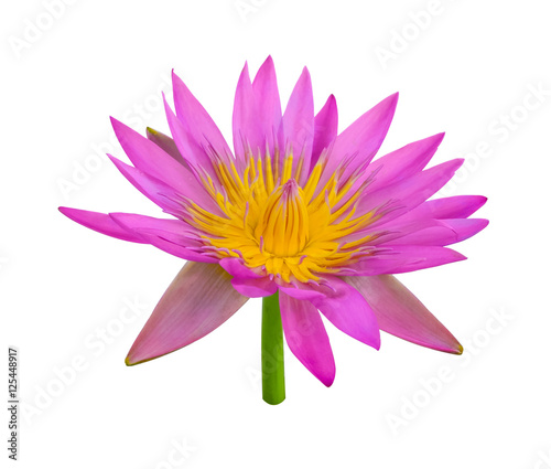 Lotus flower Pink water lily isolated on white background.
