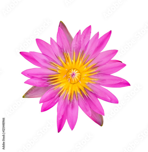 Lotus flower  Pink water lily isolated on white background.