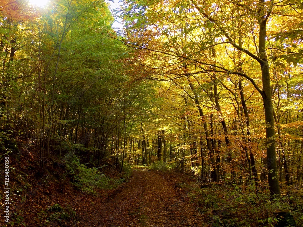 Yellow colorful leaves on deciduous trees in deciduous forest in wild nature during autumn Yellow colorful leaves on deciduous trees in deciduous forest in wild nature during autumn