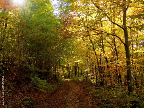 Yellow colorful leaves on deciduous trees in deciduous forest in wild nature during autumn