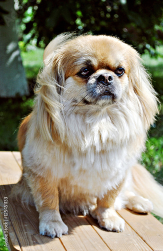 Fototapeta Naklejka Na Ścianę i Meble -  Dog portrait