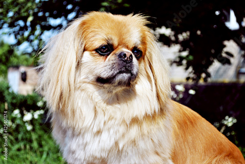 Dog portrait