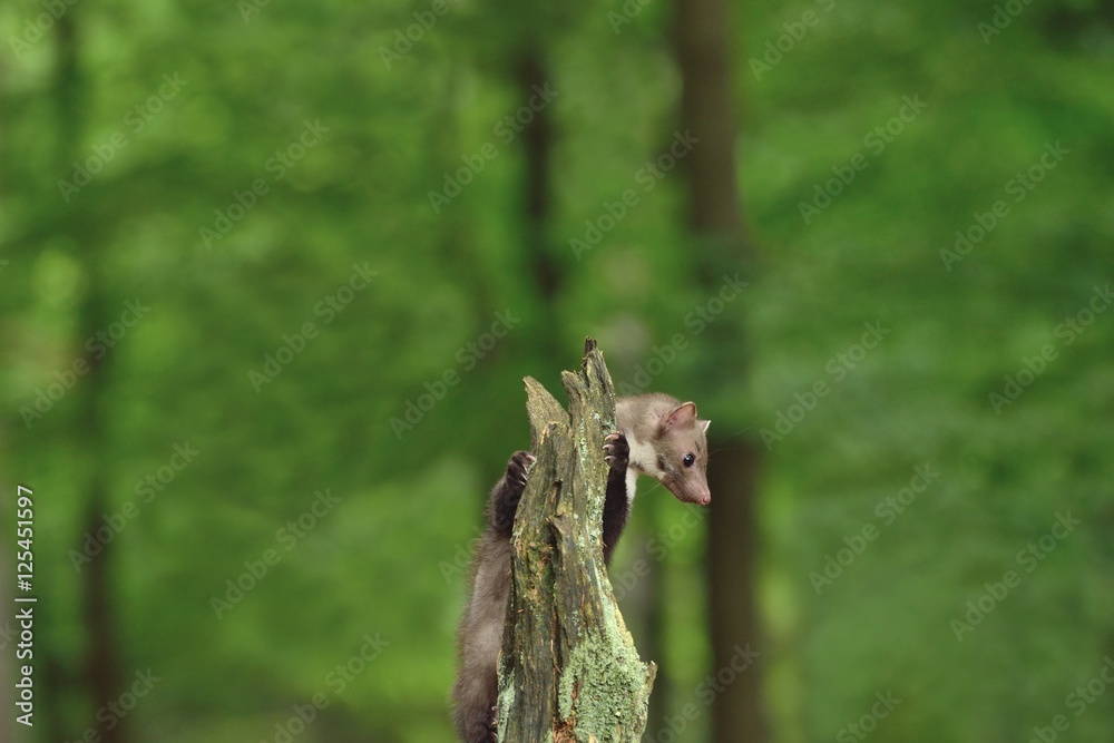 Stone marten on the stump in czech forest