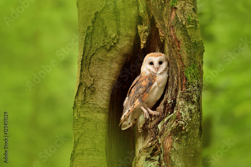 Fotografie Barn owl (Tyto alba) in the tree cavity
