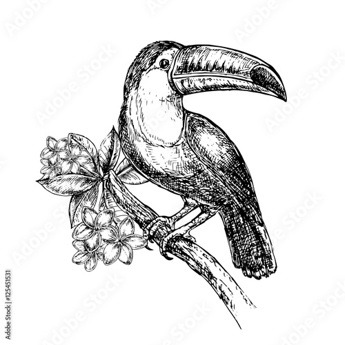 hand drawn sketch illustration toucan