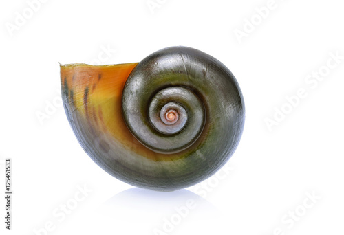 Spiral of river snails isolated on white background
