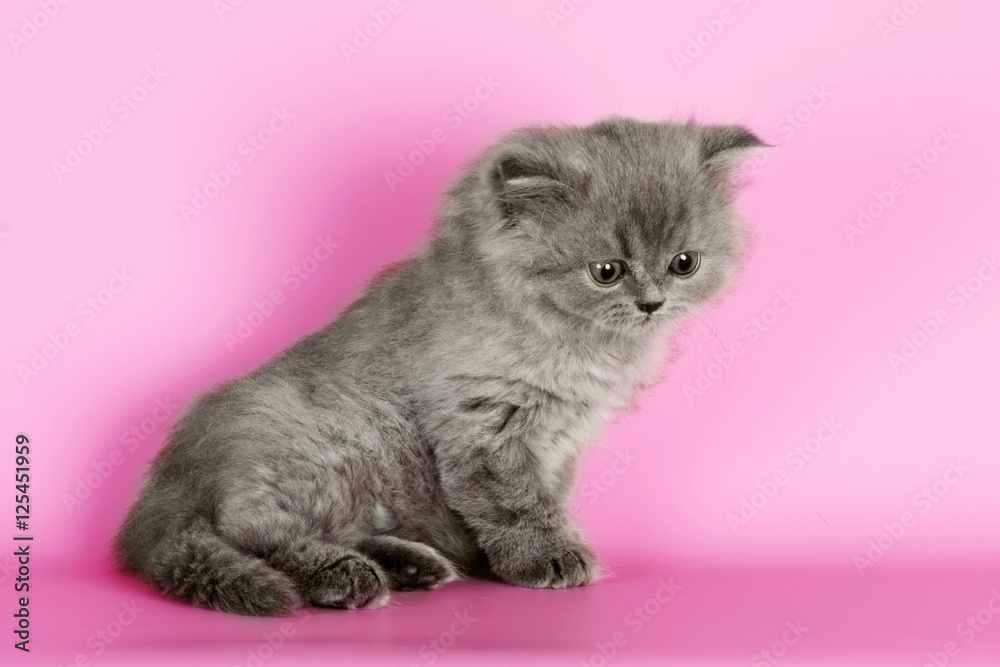 Cute kitten breed Selkirk Rex gray color on pink background in S