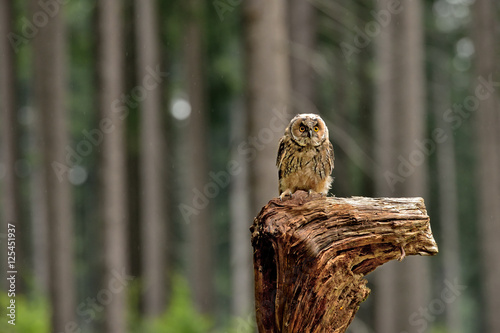 Eurasian eagle-owl (Bubo bubo) on the stump in the czech forest