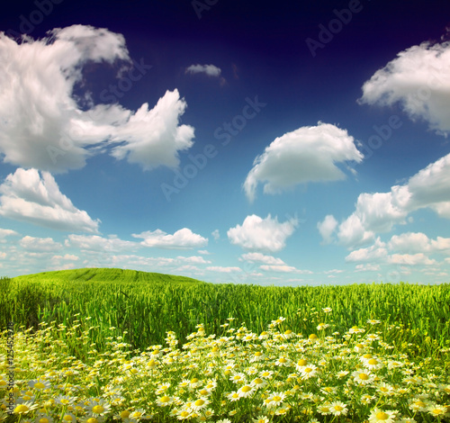 Summer wildflowers and green wheat