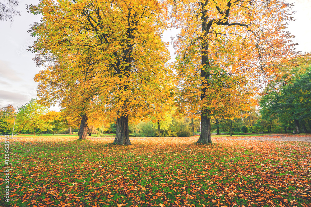 Yellow autumn leaves on colorful autumn trees Yellow autumn leaves on colorful autumn trees