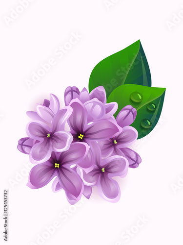 Vector beautiful lilac branch flowers with leaves design element