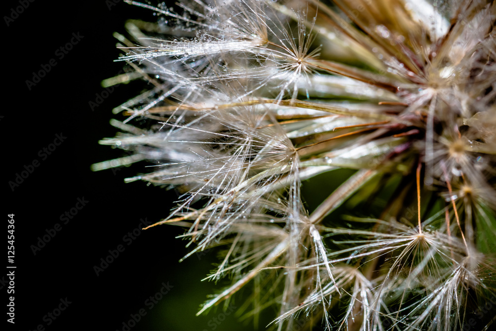 Fototapeta premium Fleur de pissenlit en graines