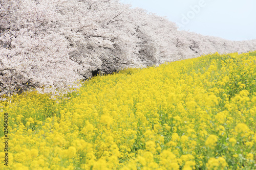 熊谷桜堤のソメイヨシノと菜の花　埼玉県熊谷市・日本