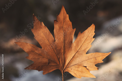 Autumn leaf during the season.