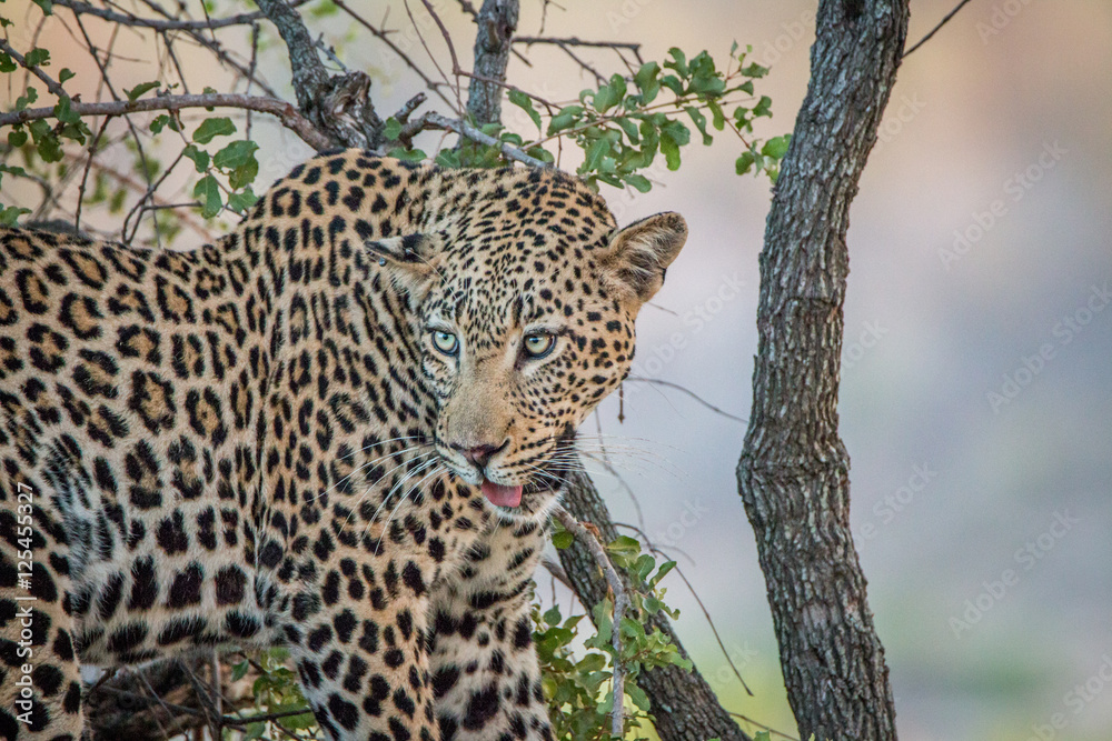 Fototapeta premium Leopard looking out of a tree.