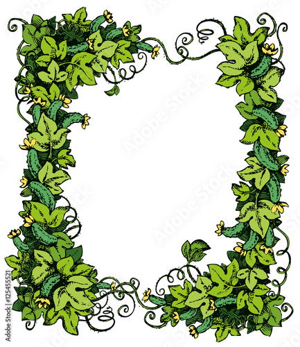 Cucumber vine. Vector drawing