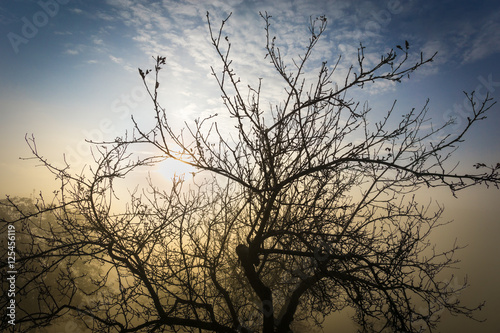 Baum im Nebel am Morgen