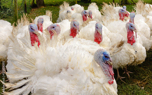 Federvieh-weiße Truthähne für einen Braten zu  Thanksgiving 