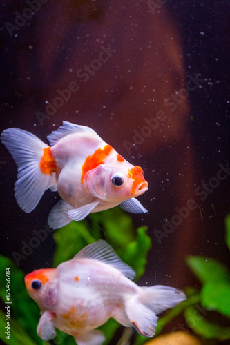Small Golden Fishes in a Freshwater Aquarium  Vertical View
