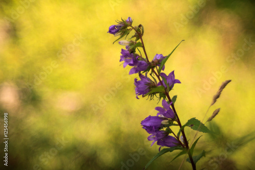 Close up of bluebell photo