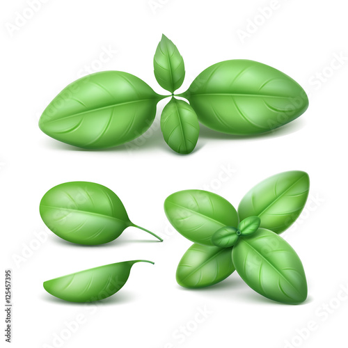 Vector Set of Green Fresh Basil Leaves Isolated on White Background
