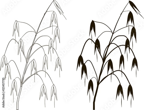 Fototapeta Naklejka Na Ścianę i Meble -  Black and white graphic silhouette and outline of oats, vector illustration