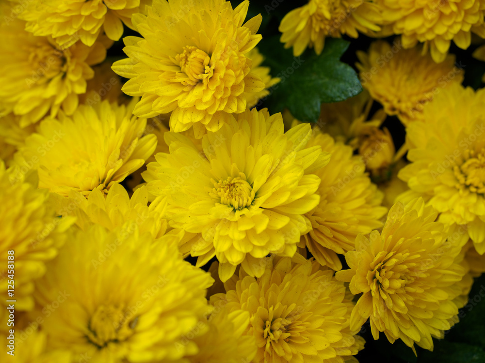 Yellow chrysanthemums flowers Yellow chrysanthemums flowers
