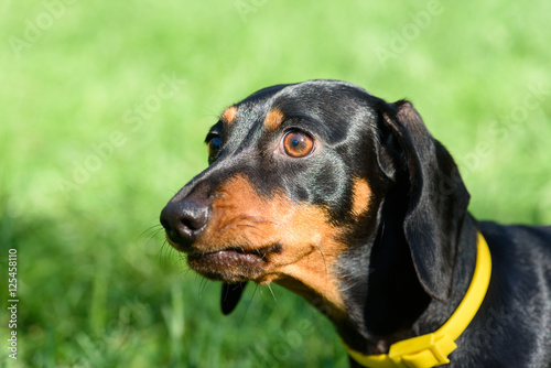 Headshot portrait of black and brown dachshund dog wearing yellow collar