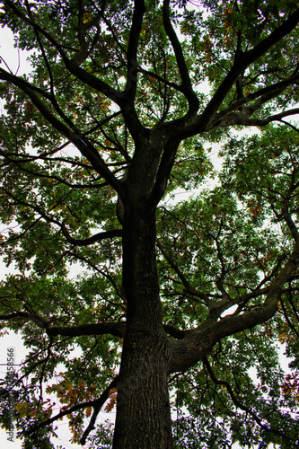 A perspective shot of a tree at the park