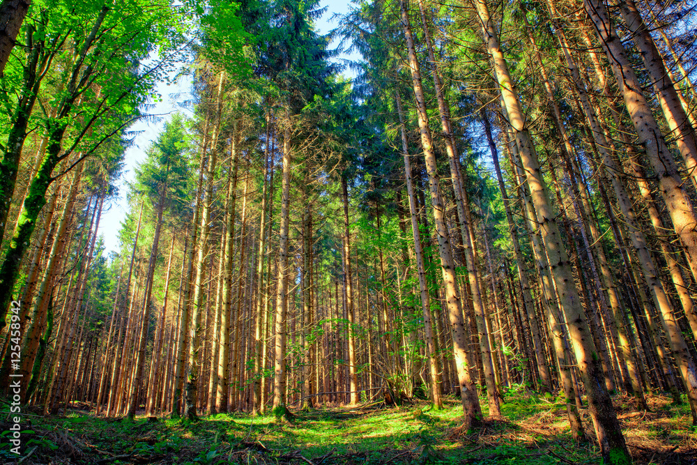 Fototapeta premium Spruce forest, Slovenia