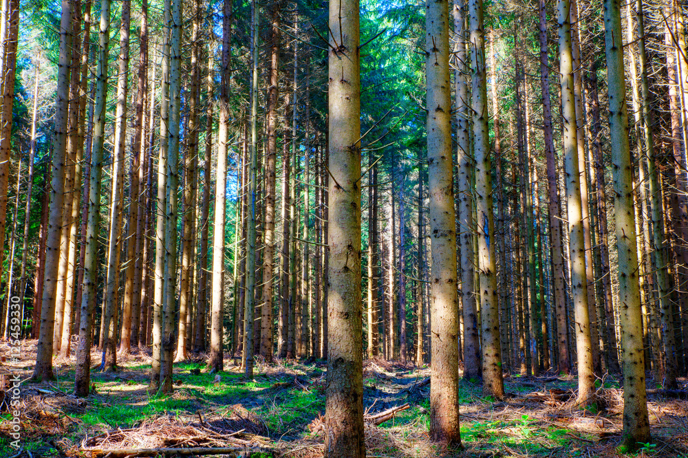 Fototapeta premium Spruce forest, Slovenia