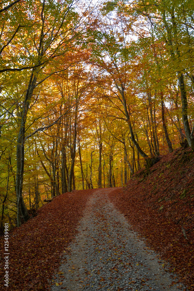 Fototapeta premium Sentiero autunnale
