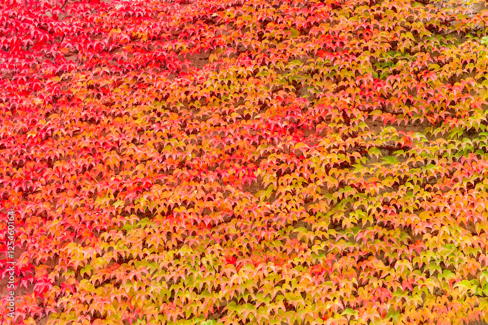 Colored leaves texture. Autumn, Background.