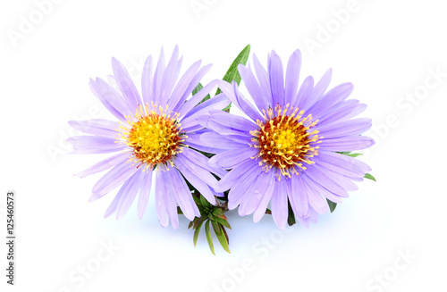 Purple asters isolated.