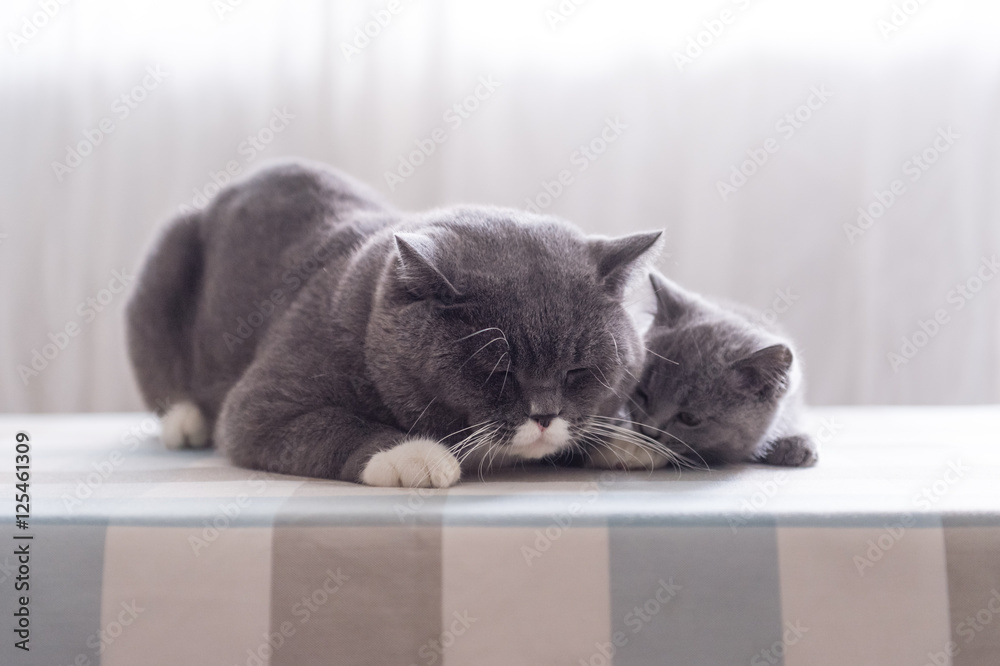 British shorthair father and son