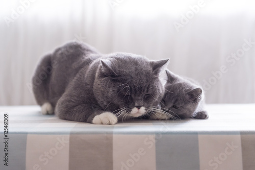 British shorthair father and son