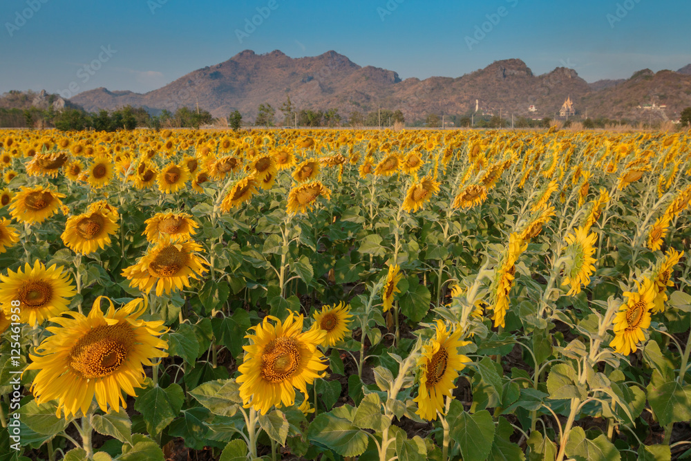 Obraz premium Sunflowers
