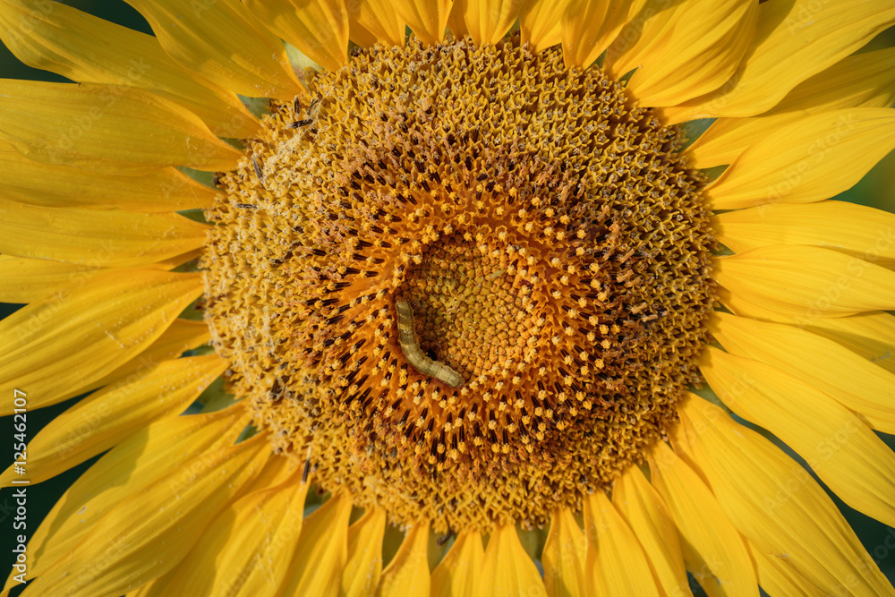 Sunflowers Sunflowers