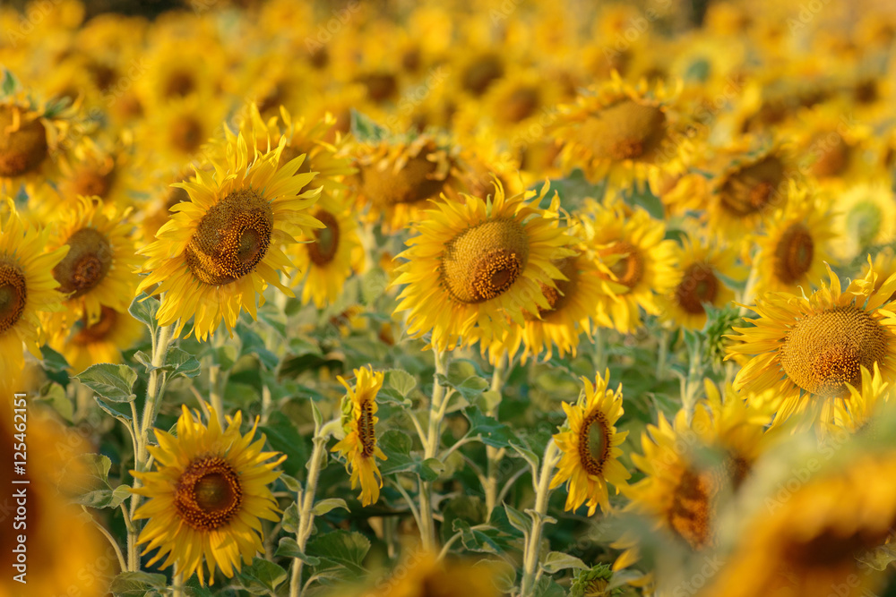 Sunflowers Sunflowers