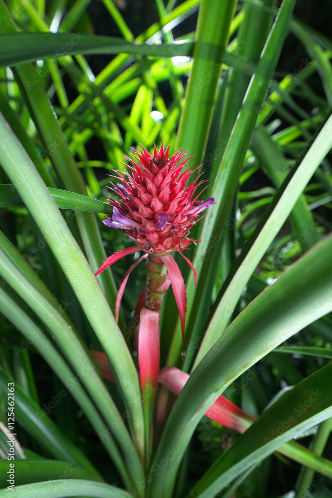 Flowering in pineapples Flowering in pineapples
