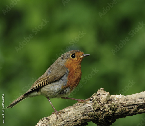 Robin (Erithacus Rubecula)