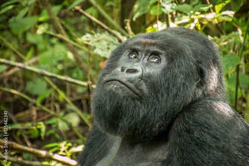 Silverback Mountain gorilla looking up. © simoneemanphoto