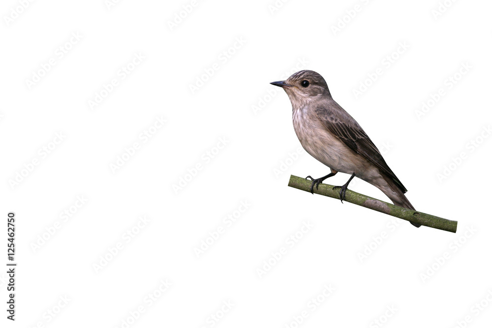 Fototapeta premium Spotted flycatcher, Muscicapa striata
