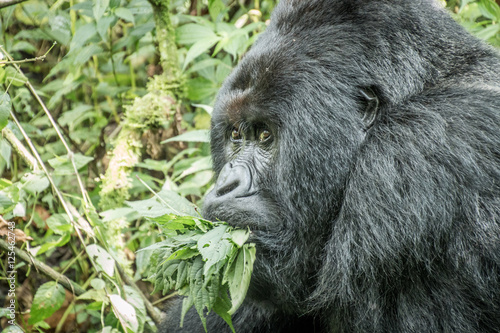Silverback Mountain gorilla eating leaves. © simoneemanphoto