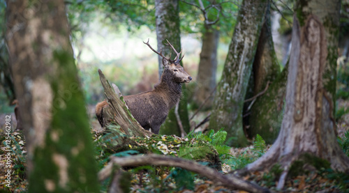 Young red deer roaming through in forest
